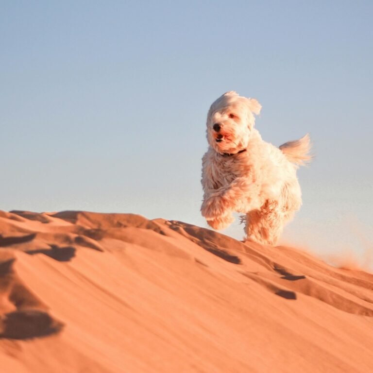 El perro blanco y peludo del campamento corre por la cresta de una duna del Sáhara